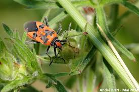 Attēlu rezultāti vaicājumam “Corizus hyoscyami”