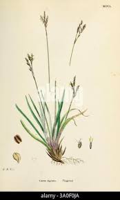 Attēlu rezultāti vaicājumam “Carex digitata leaf”