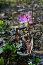 Attēlu rezultāti vaicājumam “Erythronium sibiricum flower”