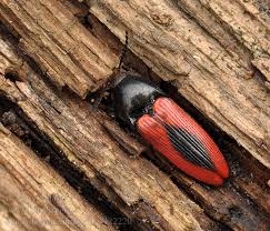 Attēlu rezultāti vaicājumam “Ampedus sanguinolentus”