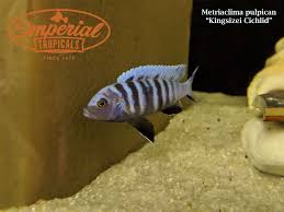 Risultati immagini per cynotilapia pulpican