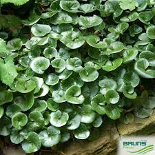 Attēlu rezultāti vaicājumam “Asarum europaeum”