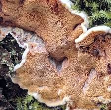 Attēlu rezultāti vaicājumam “Skeletocutis amorpha”