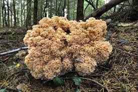 Attēlu rezultāti vaicājumam “Sparassis crispa”