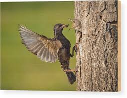Attēlu rezultāti vaicājumam “Sturnus vulgaris”