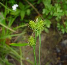 Attēlu rezultāti vaicājumam “Carex viridula flower”