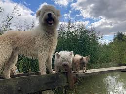 Image result for Middle Rasen Bowling Club