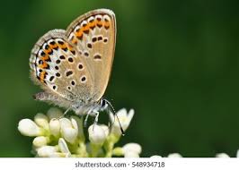 Attēlu rezultāti vaicājumam “Plebejus argus / Plebejus idas”