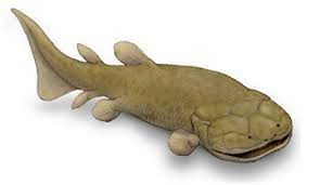 Attēlu rezultāti vaicājumam “Laccognathus panderi”