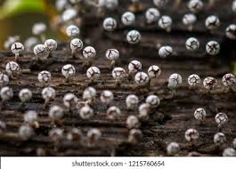 Attēlu rezultāti vaicājumam “Physarum leucophaeum macro”