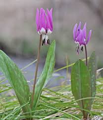 Attēlu rezultāti vaicājumam “Erythronium sibiricum”