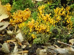 Attēlu rezultāti vaicājumam “Leotia lubrica”