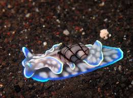 Attēlu rezultāti vaicājumam “Meloe sp. imago”