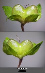 Attēlu rezultāti vaicājumam “Veronica persica”