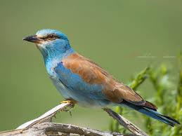 Attēlu rezultāti vaicājumam “Coracias garrulus adult”