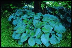 Image result for Hosta sieboldiana 'Elegans'