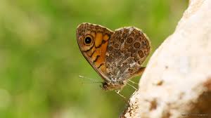 Attēlu rezultāti vaicājumam “Lasiommata megera”