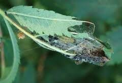 Attēlu rezultāti vaicājumam “Pamphiliidae”