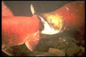 Image result for Oncorhynchus nerka