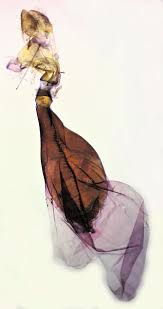 Attēlu rezultāti vaicājumam “Hydria undulata”