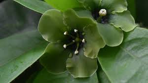 Risultati immagini per dasia smaragdina