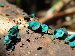 Attēlu rezultāti vaicājumam “Chlorociboria aeruginascens”