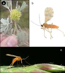 Attēlu rezultāti vaicājumam “Cecidomyiidae”