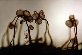 Attēlu rezultāti vaicājumam “Cribraria cancellata spores”