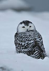 Image result for Bubo scandiacus