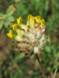Image result for Anthyllis vulneraria rubra