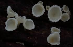 Attēlu rezultāti vaicājumam “Lachnum corticale”