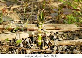 Attēlu rezultāti vaicājumam “Reynoutria sachalinensis fruit”
