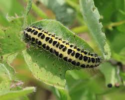 Attēlu rezultāti vaicājumam “Zygaena lonicerae”
