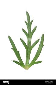 Attēlu rezultāti vaicājumam “Papaver argemone leaf”