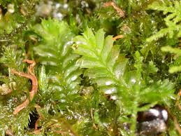 Attēlu rezultāti vaicājumam “Chiloscyphus”