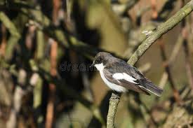 Attēlu rezultāti vaicājumam “Ficedula hypoleuca juvenile”