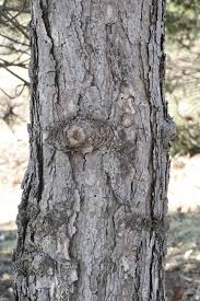 Attēlu rezultāti vaicājumam “Pinus nigra”