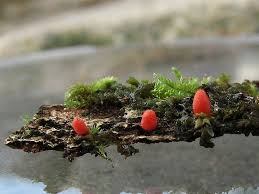 Attēlu rezultāti vaicājumam “Lycogala irregulare”