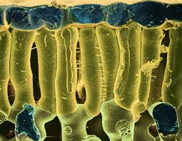 Attēlu rezultāti vaicājumam “Vicia faba leaf”