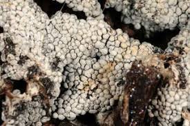 Attēlu rezultāti vaicājumam “Physarum diderma macro”