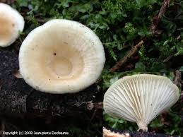 Attēlu rezultāti vaicājumam “Lentinus suavissimus”