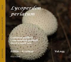 Attēlu rezultāti vaicājumam “Lycoperdon perlatum”