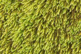 Attēlu rezultāti vaicājumam “Leucodon sciuroides”