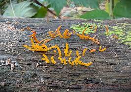 Attēlu rezultāti vaicājumam “Didymium spongiosum var. dictyospora”