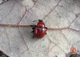 Attēlu rezultāti vaicājumam “Attelabus nitens”