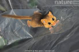 Attēlu rezultāti vaicājumam “Muscardinus avellanarius”