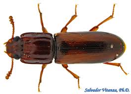 Attēlu rezultāti vaicājumam “Zopheridae”