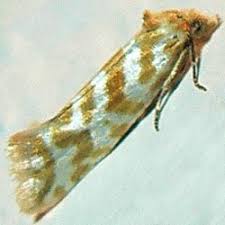 Attēlu rezultāti vaicājumam “Aethes margaritana”