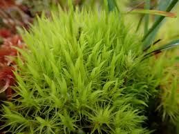 Attēlu rezultāti vaicājumam “Dicranum bonjeanii”