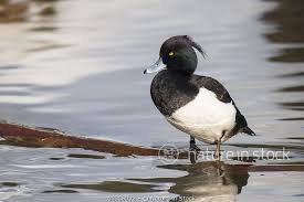 Attēlu rezultāti vaicājumam “Aythya fuligula male”